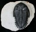 Fantastic Hollardops Trilobite - #15562-2